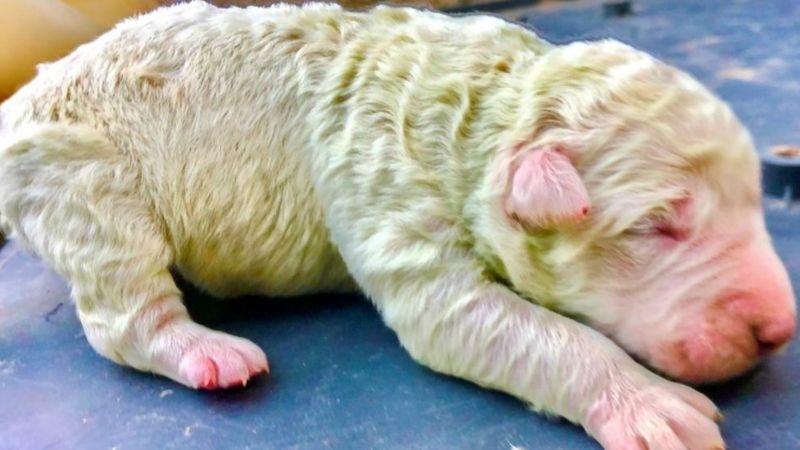 Little pistachio has a rare green fur at birth (photo: bbc) 